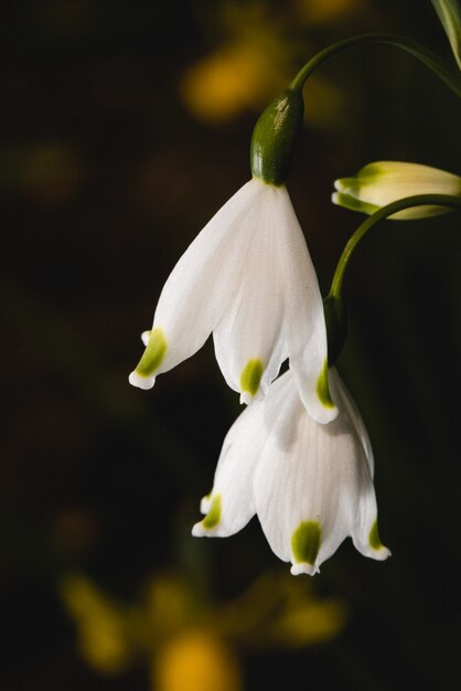 Flor blanca y amarilla en macro