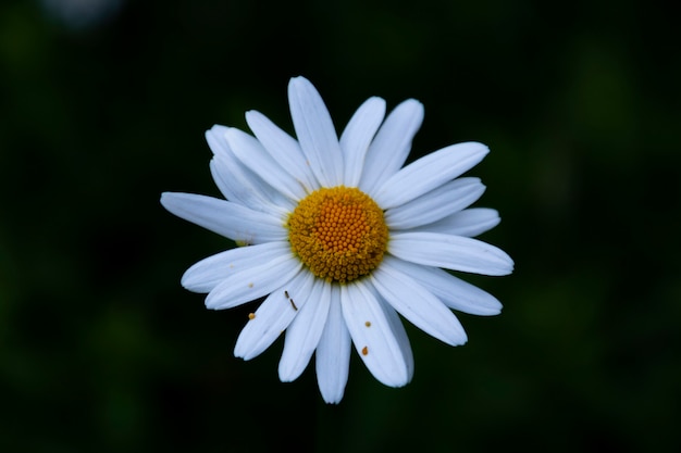 Flor blanca y amarilla sobre un fondo oscuro