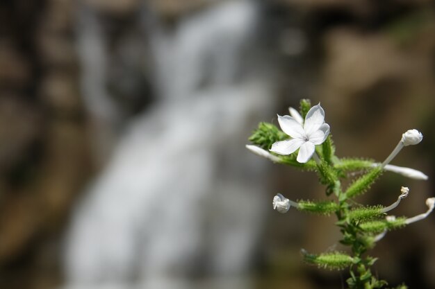 Flor blanca con una cascada de fondo desenfocada