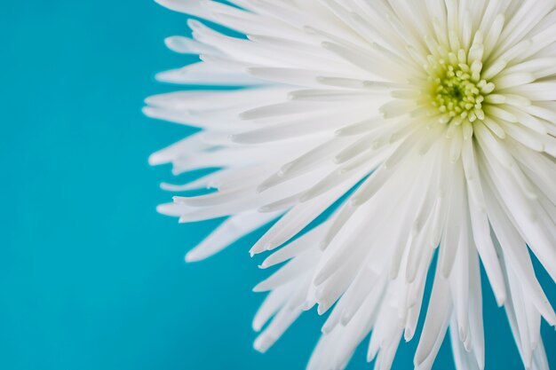 Flor blanca de cultivo