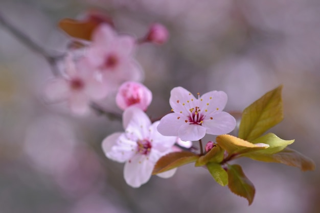 Flor blanca con fondo borroso