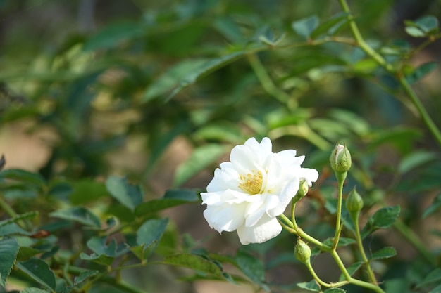 Flor blanca con el fondo borroso