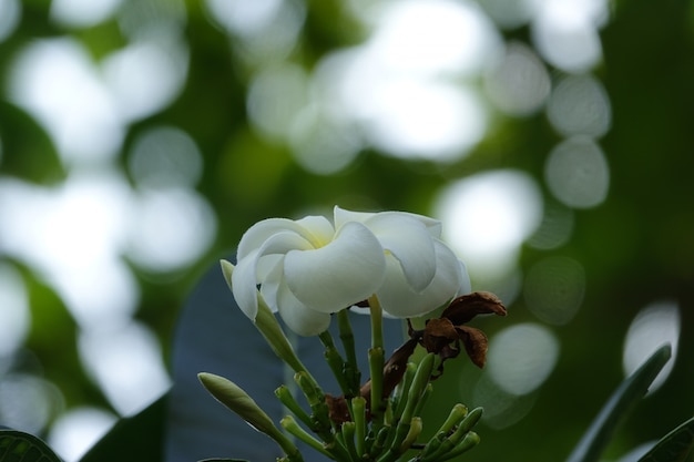 Flor blanca con el fondo desenfocado