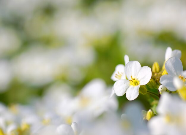 Flor blanca con fondo difuso