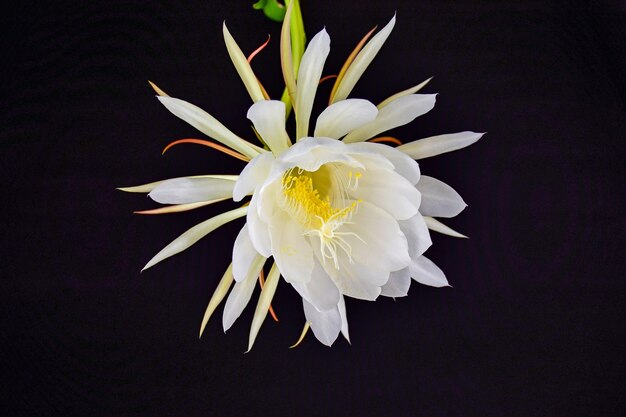 Flor blanca en un fondo negro