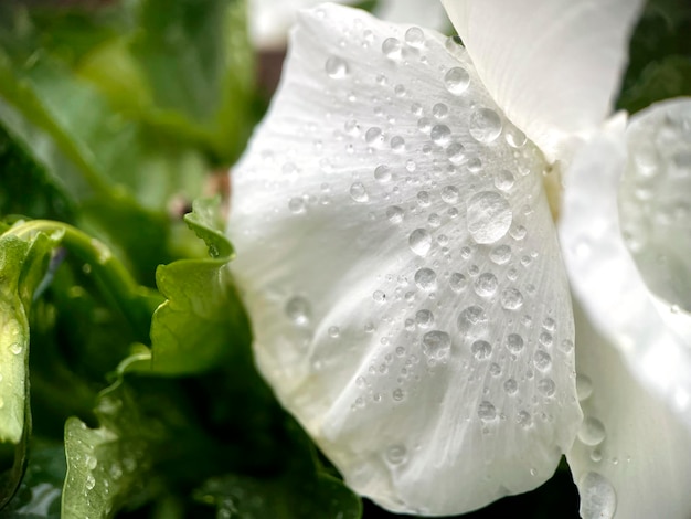 Foto gratuita una flor blanca con gotas de agua sobre ella