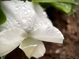 Foto gratuita una flor blanca con gotas de agua sobre ella