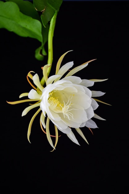 Foto gratuita flor blanca con hoja