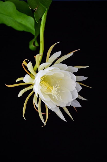 Flor blanca con hoja