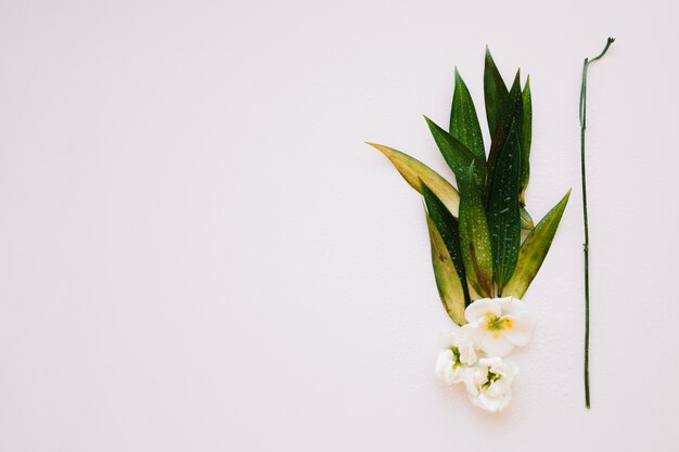 Flor blanca con hojas y ramas