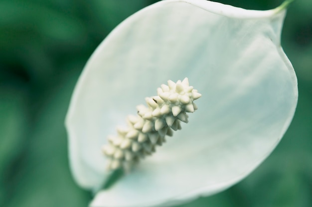 Flor blanca del lirio de la paz