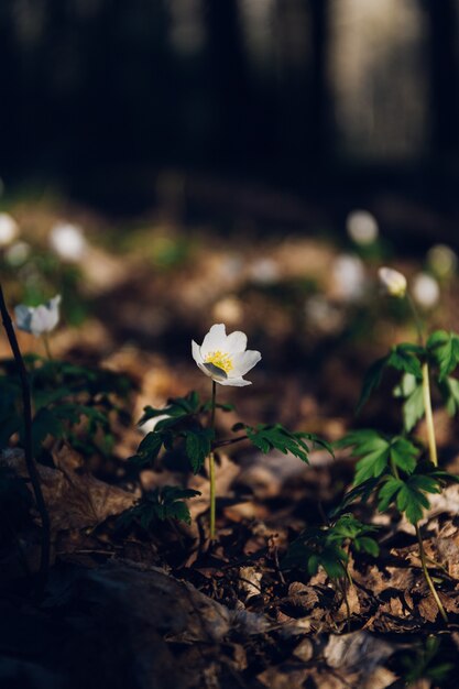 Flor blanca en medio de una jungla