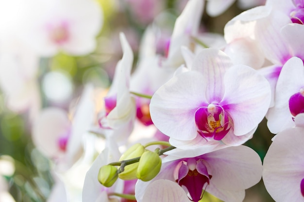 Flor blanca de la orquídea del phalaenopsis