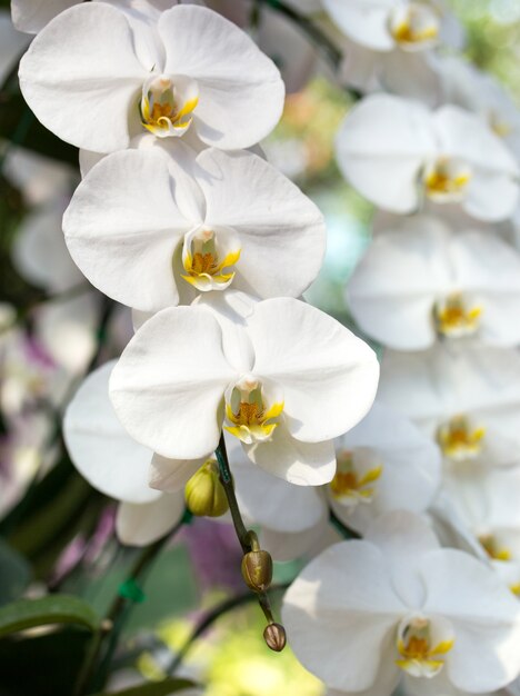 flor blanca de la orquídea del phalaenopsis