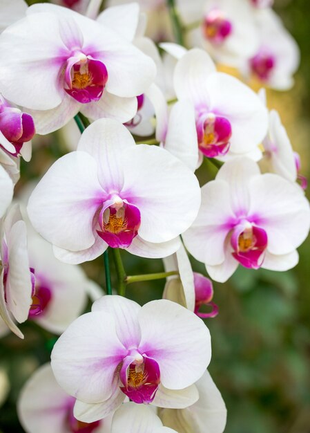 flor blanca de la orquídea del phalaenopsis