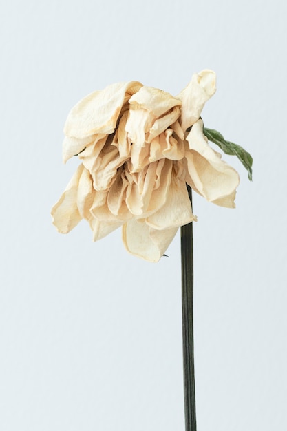Flor blanca seca sobre un fondo blanco.