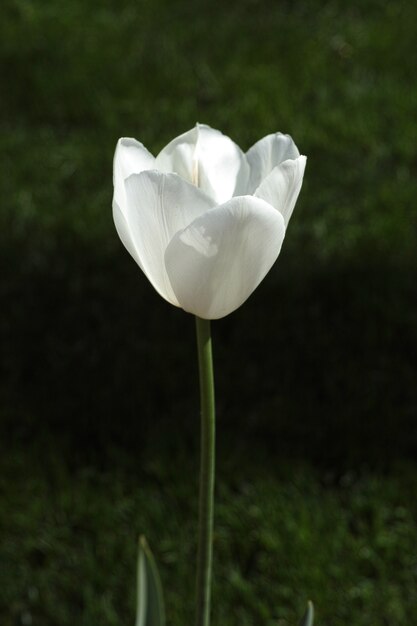 Flor blanca sobre fondo oscuro