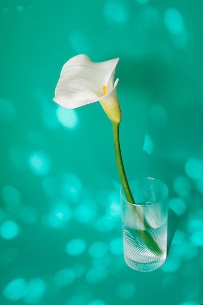 Flor blanca en vaso con agua.