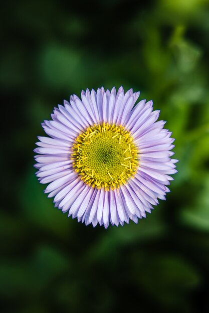 Flor blanca y violeta en lente de cambio de inclinación