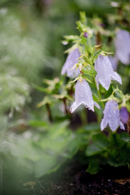 Foto gratuita flor blanca y violeta en lente de cambio de inclinación