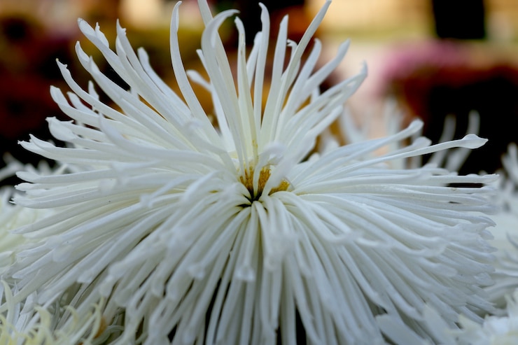 Foto gratuito la flor blanca