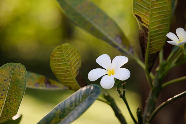 flor blanca