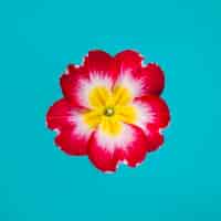 Foto gratuita flor brillante sobre fondo turquesa