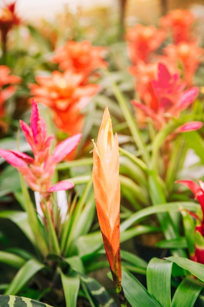 Foto gratuita flor de bromelia roja brillante floración espectacular planta