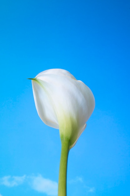 Flor de cala flor en el cielo