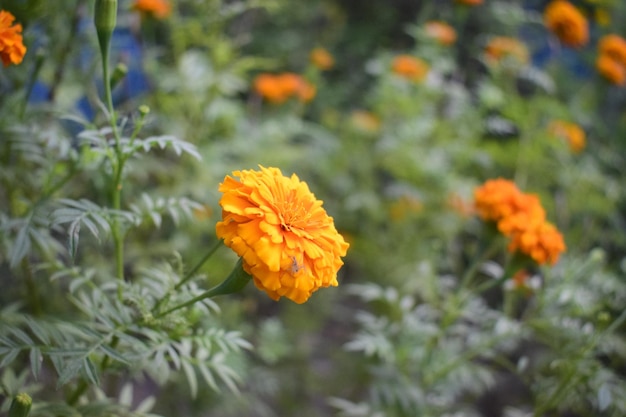 Flor de caléndula, son plantas herbáceas de la familia del girasol.