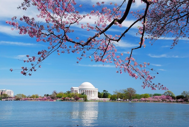 Foto gratuita flor de cerezo de washington dc