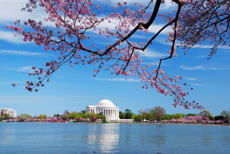 Foto gratuito flor de cerezo de washington dc