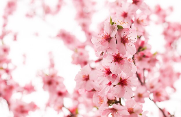 Foto gratuita flor de cerezo