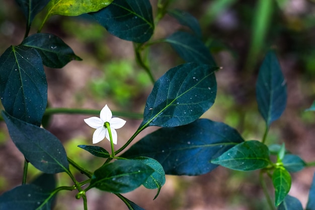 Una flor de chile verde en el jardín (editado)