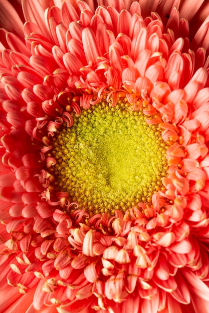 Flor de color coral de primer plano