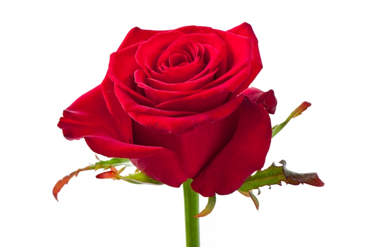 Foto gratuito flor color de rosa en blanco aislado