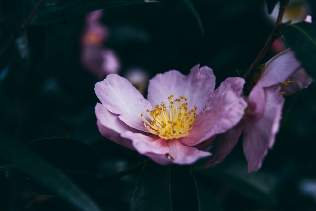 Una flor de color rosa de cerca