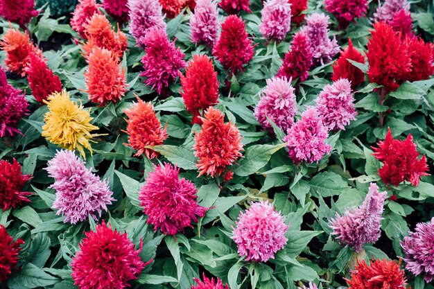 flor de colores en el jardin