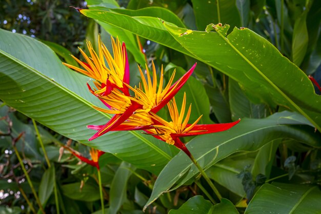 Flor colorida con hojas grandes