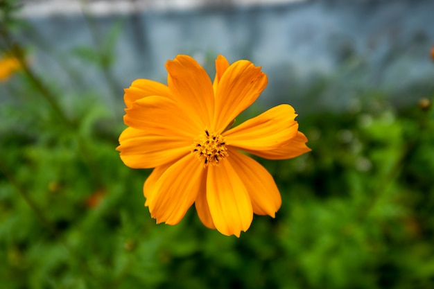 Flor de cosmos naranja en jardín