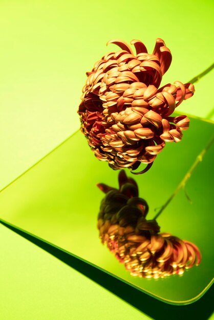 Flor de crisantemo contra el espejo y el fondo verde