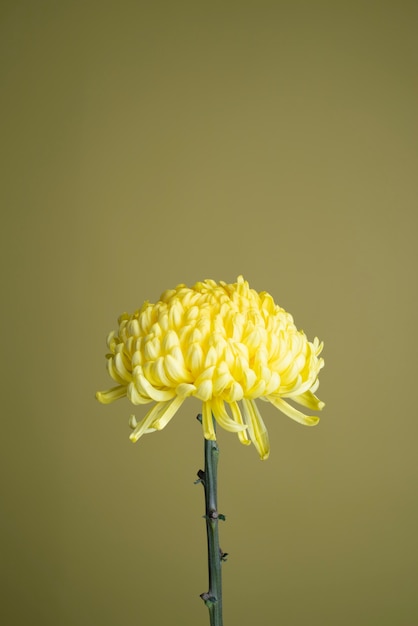 Flor de crisantemo contra el fondo amarillo