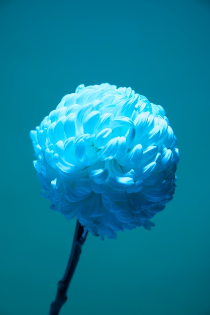Flor de crisantemo contra el fondo azul.