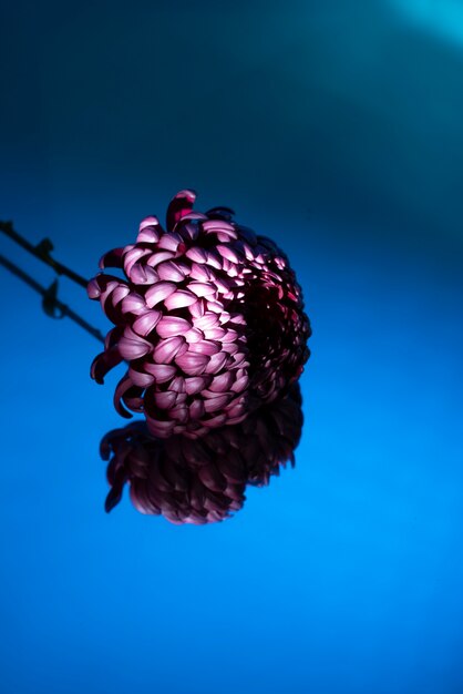 Flor de crisantemo contra el fondo degradado