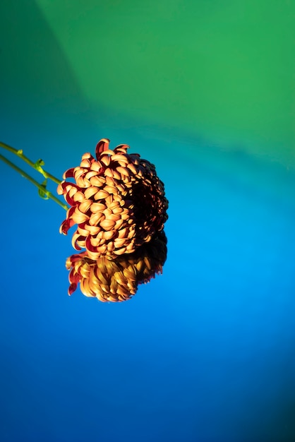 Flor de crisantemo contra el fondo degradado