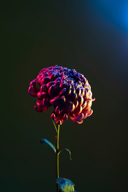 Flor de crisantemo contra fondo negro