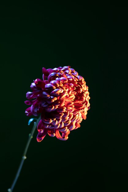 Flor de crisantemo contra fondo negro