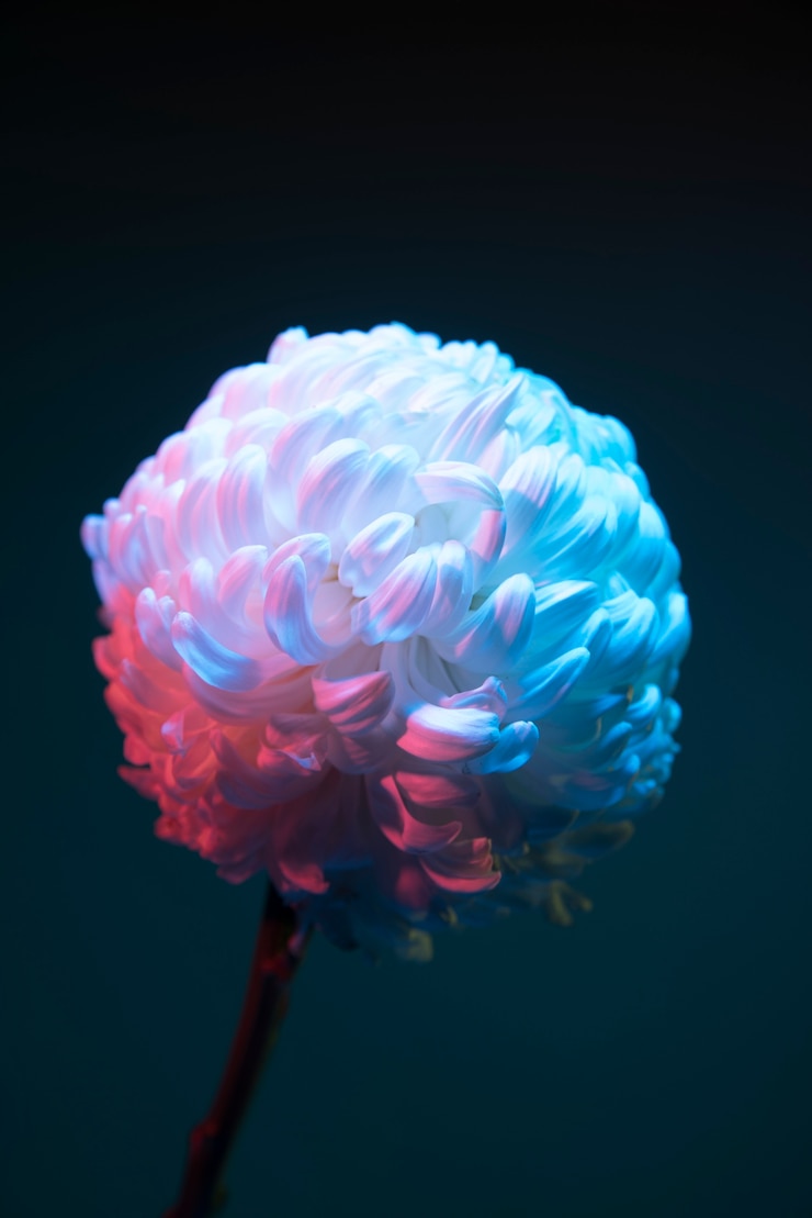 Foto gratuito la flor del crisantemo sobre un fondo negro