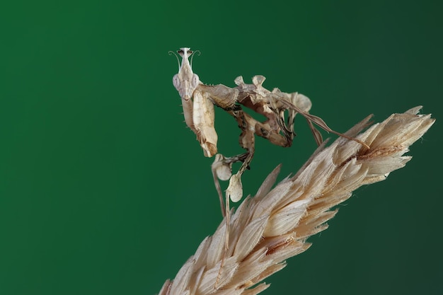 Flor del diablo mantis closeup sobre trigo seco idolomantis diabolica closeup