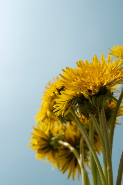 Flor de diente de león en el cielo